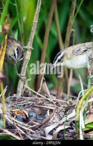 Sedger (Acrocephalus schoenobaenus), Nestpaar mit Küken, Litauen Stockfoto