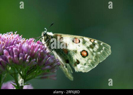 Kleiner (parnassius phoebus) Apollo, Österreich Stockfoto