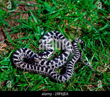 Vierlinige Schlange (Elaphe quatuorlineata) Stockfoto