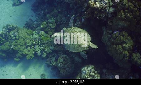 Draufsicht auf die große grüne Meeresschildkröte (Chelonia mydas), die neben einem Korallenriff, dem Roten Meer, Ägypten schwimmt Stockfoto