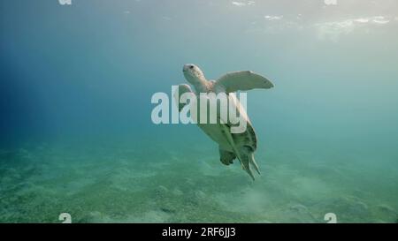 Große grüne Meeresschildkröte (Chelonia mydas), die im blauen Ozean schwimmt, Rotes Meer, Ägypten Stockfoto