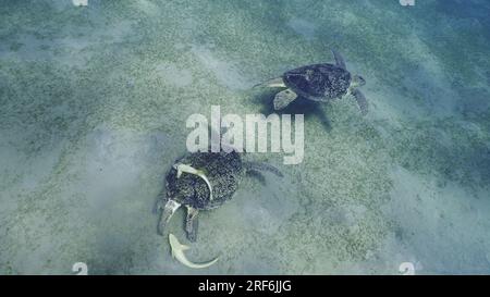 Zwei Männer der Großen Grünen Meeresschildkröte (Chelonia mydas) mit Remorafish auf ihrem Panzer, die ihre Dominanz während des territorialen Streits über Seegrasmead demonstrierten Stockfoto