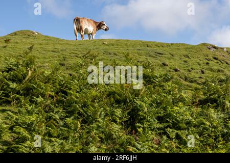 Eine einzelne Kuh grast auf der Insel Colonsay, Schottland Stockfoto