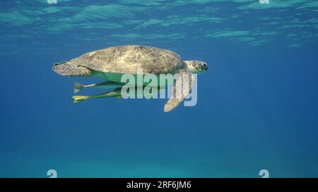 Die große grüne Meeresschildkröte (Chelonia mydas) schwimmt im blauen Ozean, im Roten Meer, Ägypten Stockfoto