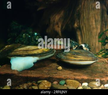 Große (Anodonta cygnea) Teichmuscheln, Schwanenmuscheln Stockfoto