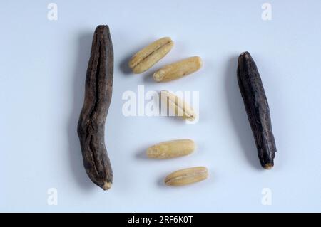 Mutterkornpilz (Claviceps purpurea) und Roggen (Secale cereale) Stockfoto