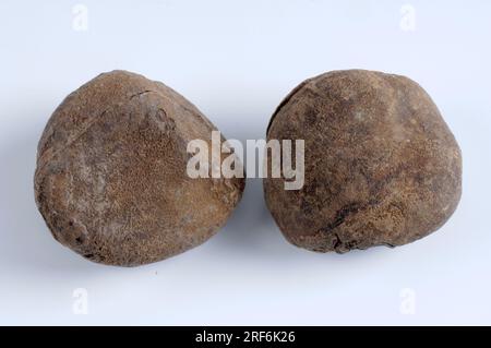 Kola-Nüsse (Cola nitida) Stockfoto