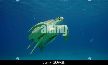 Große grüne Meeresschildkröte (Chelonia mydas), die im blauen Ozean schwimmt, Rotes Meer, Ägypten Stockfoto
