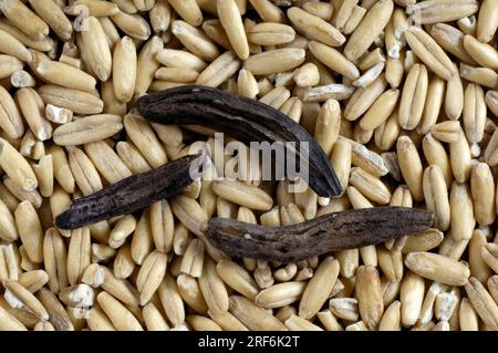 Mutterkornpilz (Claviceps purpurea) und Roggen (Secale cereale) Stockfoto