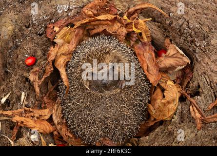 Igel, wissenschaftliche Bezeichnung: Erinaceus Europaeus. Nahaufnahme eines sehr süßen, wilden, einheimischen, europäischen Igels, der in goldenen Herbstblättern und Rot schläft Stockfoto