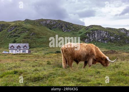 highland-Rinder ( Kyloe) auf der Insel Colonsay in Schottland Stockfoto