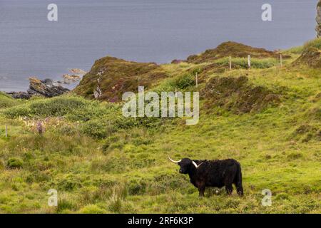 highland-Rinder ( Kyloe) auf der Insel Colonsay in Schottland Stockfoto