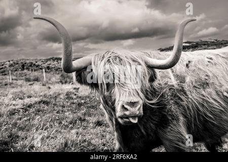 highland-Rinder ( Kyloe) auf der Insel Colonsay in Schottland Stockfoto