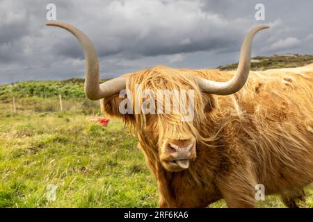 highland-Rinder ( Kyloe) auf der Insel Colonsay in Schottland Stockfoto