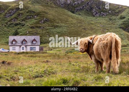 highland-Rinder ( Kyloe) auf der Insel Colonsay in Schottland Stockfoto