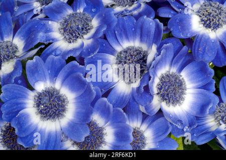 Senetti (Periklide) Stockfoto