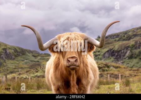 highland-Rinder ( Kyloe) auf der Insel Colonsay in Schottland Stockfoto