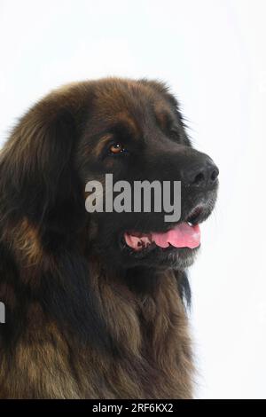 Leonberger Stockfoto