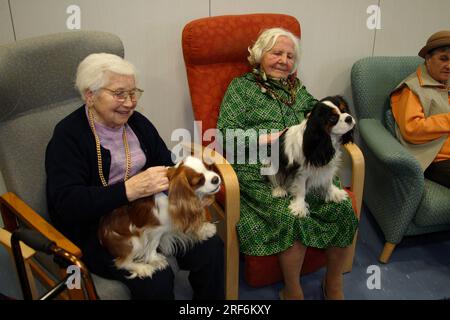 Senioren im Altersheim mit Kavalier König Charles Spaniel, Hundebesuch, Hundebesuch, Senioren, Streicheln, Alt Stockfoto