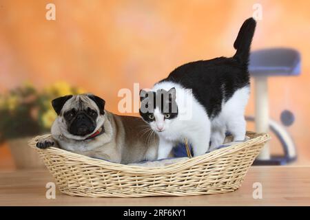 Puppe und Hauskatze im Korb, Hundekorb, abnehmbar Stockfoto