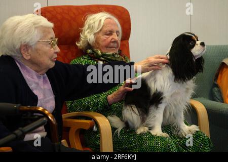 Senioren mit Kavalier König Charles Spaniel, Hundebesuch, Hundebesuch, Streicheln, Altenheim, Altenheim, Seniorenheim Stockfoto