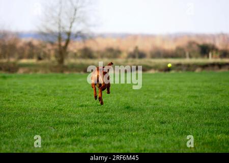 Rhodesian Ridgeback, auch bekannt als afrikanischer Löwenhund Stockfoto