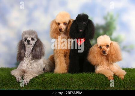 Kleiner Pudel, Aprikose, Silber und Schwarz, Pudel Stockfoto