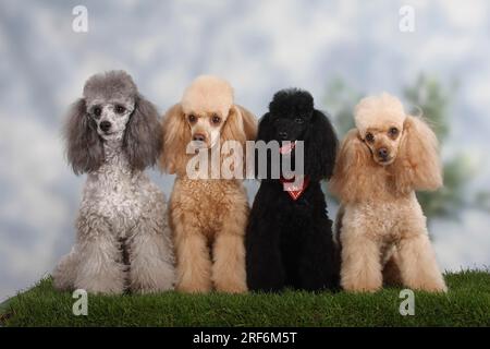 Kleiner Pudel, Aprikose, Silber und Schwarz, Pudel Stockfoto