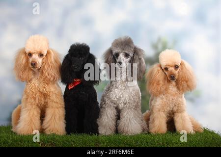 Kleiner Pudel, Aprikose, Schwarz und Silber, Pudel Stockfoto