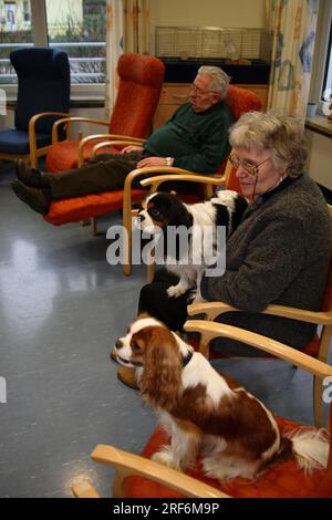 Seniorin mit Kavalier König Charles Spaniel, Hundebesuch, Hundebesuch, Altersheim, Altersheim, Seniorenheim, Senioren Stockfoto