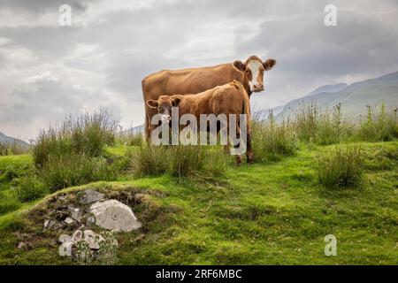 Mutterkuhhaltung auf der Insel Colonsay in Schottland Stockfoto