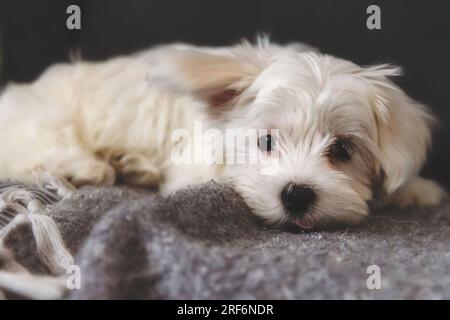 Netter maltesischer Hund, Haustier, weißer Welpe im Garten, verspielt, liebevoll, lebhaft, intelligenter süßer kleiner Hund, ausgezeichnetes pelziges Familienmitglied Stockfoto