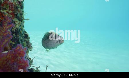 Der Kugelfisch schwimmt neben dem korallenbedeckten Pier. Maskierter Puffer (Arothron diadematus) schwimmt neben dem Pier an einem hellen, sonnigen Tag auf blauem Wasserhintergrund Stockfoto