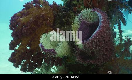 Nahaufnahme des großen Röhrenschwamms (Haliclona fascigera) und der bunten, weichen Koralle Dendronephthya auf Stützpier, Rotes Meer, Safaga, Ägypten Stockfoto