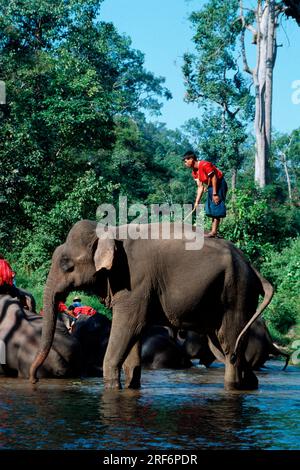 Mahout und asiatische Elefanten (Elephas maximus), Maesa, Thailand Stockfoto