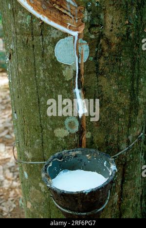 Gummibaum (Hevea brasiliensis), Latex in Schüssel, Malaysia Stockfoto