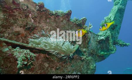 Rotes Meer, Ägypten. 24. Juni 2023. Ein Paar Roter See Clownfisch oder Threebed Anemonefish (Amphiprion bicinctus) schwimmt in der Nähe einer Anemone, die auf dem Bootskran der Fähre Salem Express Schiffswrack, Rotes Meer, Safaga, Ägypten (Kreditbild: © Andrey Nekrasov/ZUMA Press Wire) niedergelassen wurde, NUR REDAKTIONELLE VERWENDUNG! Nicht für den kommerziellen GEBRAUCH! Stockfoto