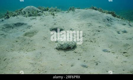 Upside Down Quallen (Cassiopea andromeda) sitzt auf sandigem Boden und filtert Plankton an hellen sonnigen Tagen in den Sonnenstrahlen, rotes Meer, Safaga, Ägypten Stockfoto