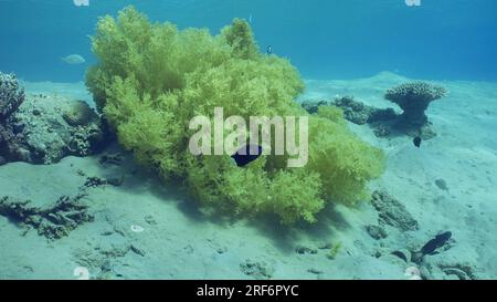 Rotes Meer, Ägypten. 24. Juni 2023. Weiche Koralle Gelbbrokkoli oder Brokkoli Koralle (Litophyton Arboreum) Rotes Meer, Safaga, Ägypten (Kreditbild: © Andrey Nekrasov/ZUMA Press Wire) NUR REDAKTIONELLE VERWENDUNG! Nicht für den kommerziellen GEBRAUCH! Stockfoto