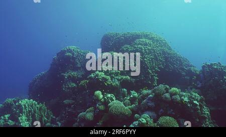 Rotes Meer, Ägypten. 24. Juni 2023. Hartkorallen Kolonie Poriten, tropische Fische schwimmen über dem Korallenriff in Sonnenstrahlen, Rotes Meer, Safaga, Ägypten (Kreditbild: © Andrey Nekrasov/ZUMA Press Wire) NUR REDAKTIONELLE VERWENDUNG! Nicht für den kommerziellen GEBRAUCH! Stockfoto