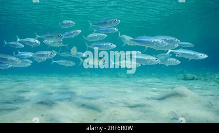 Makrelenfisch schwimmt auf sandigem Meeresboden im flachen Wasser an einem hellen sonnigen Tag in den Sonnenstrahlen, Rotes Meer, Safaga, Ägypten Stockfoto