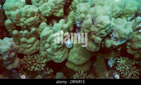 Einzelluläre Organismen Bubble Algae, Sea Traupe, Sailor's Eyeballs (Valonia ventricos) on Hand Corals, Red Sea, Safaga, Ägypten Stockfoto