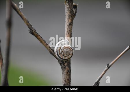 Schnecke Stockfoto