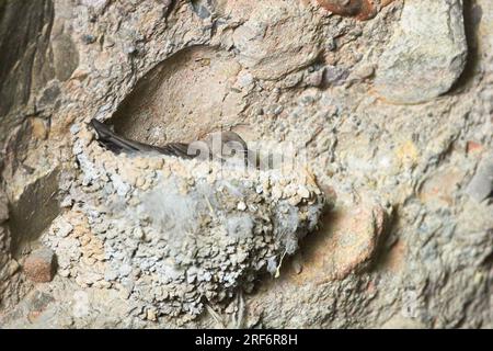 Crag Martin (Ptyonoprogne rupestris) on Nest, Pyrenäen, Spanien Stockfoto