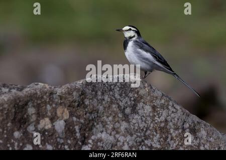 Ein japanischer Wagtail (Motacilla alba lugens) auf einem Felsen in einem Park in Kanagawa, Japan. Stockfoto