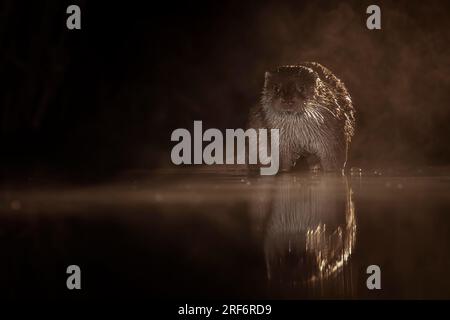 Europäische Otterjagd (Lutra lutra) im Wasser bei Nacht, Futtersuche, Dunst, Nebel, Wintermorgen, Blaue Stunde, Morgengrauen, weidendes Licht, Kälte, Kiskunsag Stockfoto