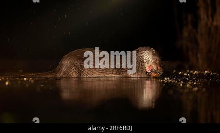 Europäische Otter (Lutra lutra), die nachts im Wasser jagen, mit weißen Fischen als Beute, Dunst, Nebel, Wintermorgen, blaue Stunde, Morgengrauen Stockfoto