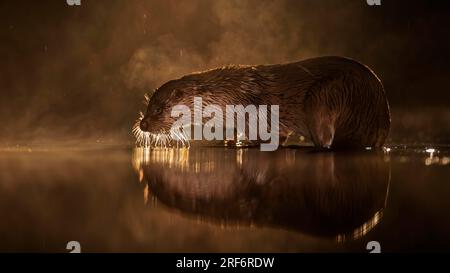 Europäische Otterjagd (Lutra lutra) im Wasser bei Nacht, Futtersuche, Dunst, Nebel, Wintermorgen, Blaue Stunde, Morgengrauen, weidendes Licht, Kälte, Kiskunsag Stockfoto