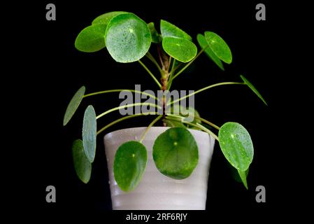 Kleine Pilea Peperomioides Hauspflanze in einem grauen Topf vor einer schwarzen Wand, chinesische Geldpflanze, Kopierraum, chinesische Geldpflanze oder Missionar P. Stockfoto