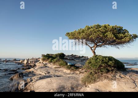 Einer der schönsten Strände in Sithonia, Griechenland, Karidi Beach Stockfoto